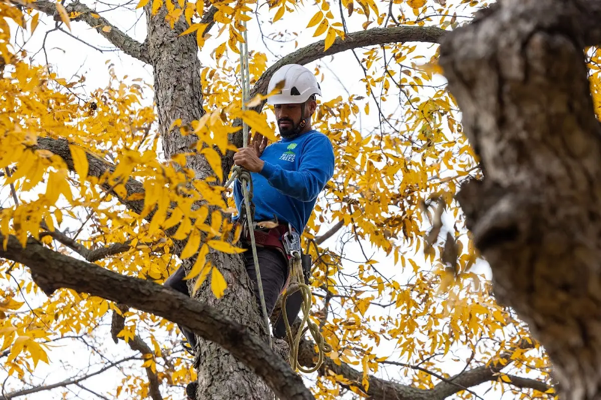Skilled Storm Damage Cleanup crew working in Goodwine