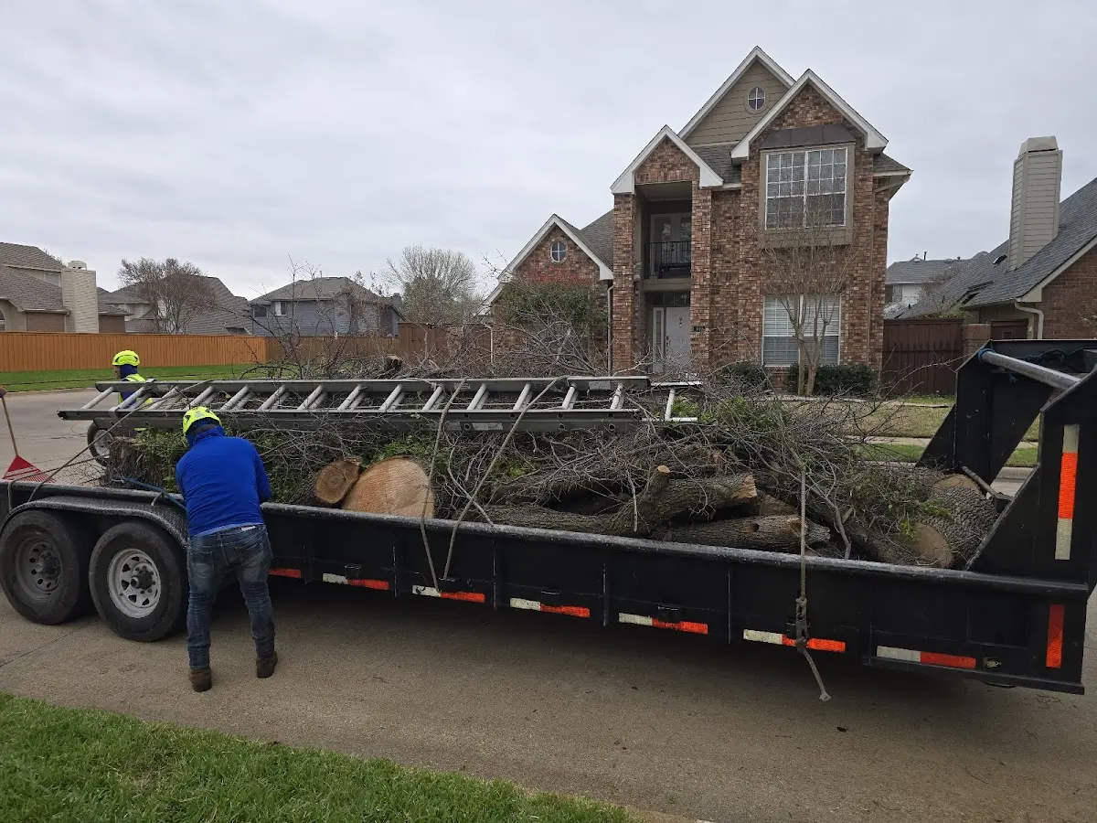 Expert Tree Removal with proper safety equipment in Goodwine